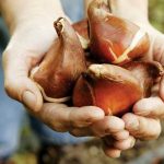 Überblick über die populärsten Zwiebelblumen