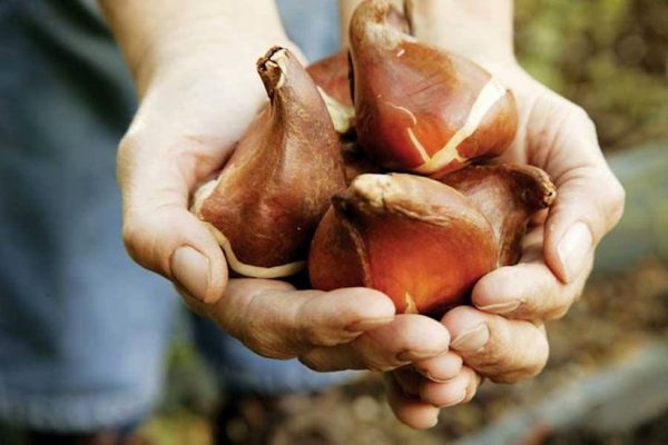 Überblick über die populärsten Zwiebelblumen