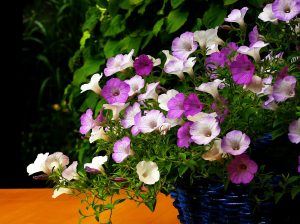Pflanzen und Blumen für Balkon und Terrasse