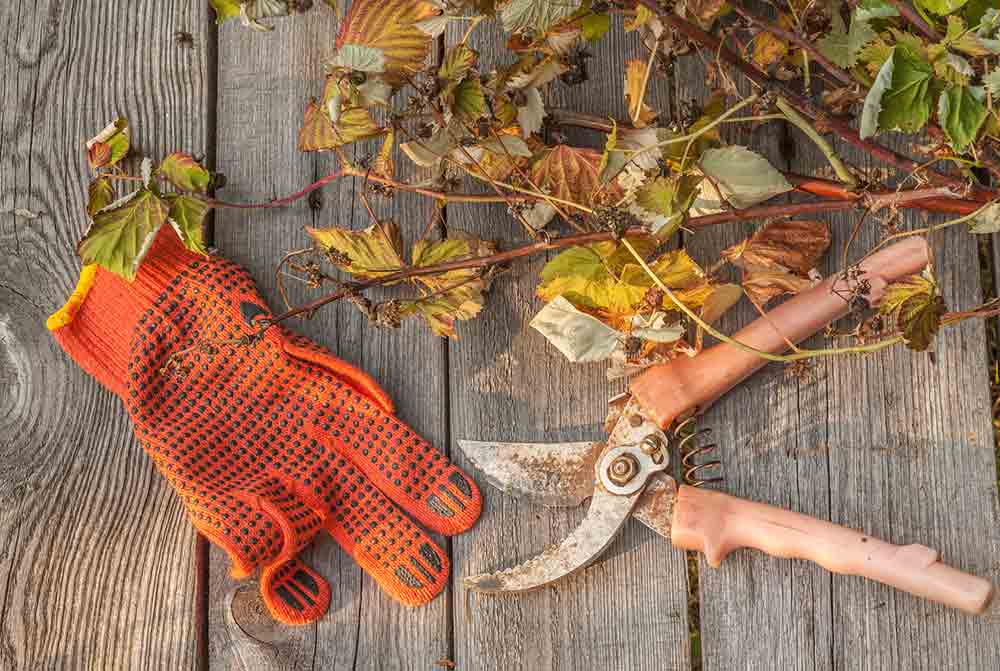 Gartenarbeiten im Herbst - dass soll man beachten