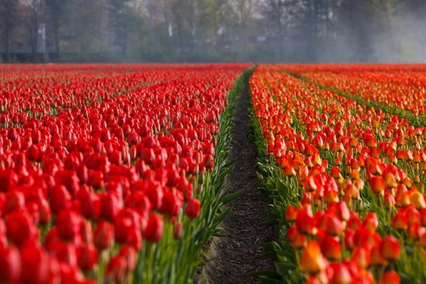 Tulpen – Sorten, Einpflanzen und Pflege.