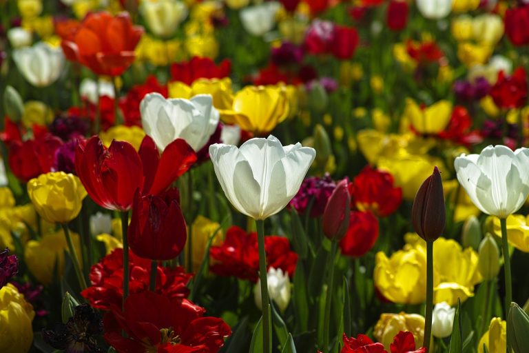 Tulpen Sorten, Einpflanzen und Pflege.