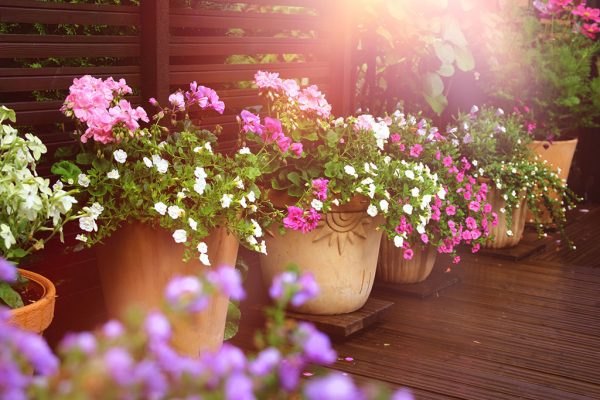 Perfekte Pflanzen für Balkon und Terrasse