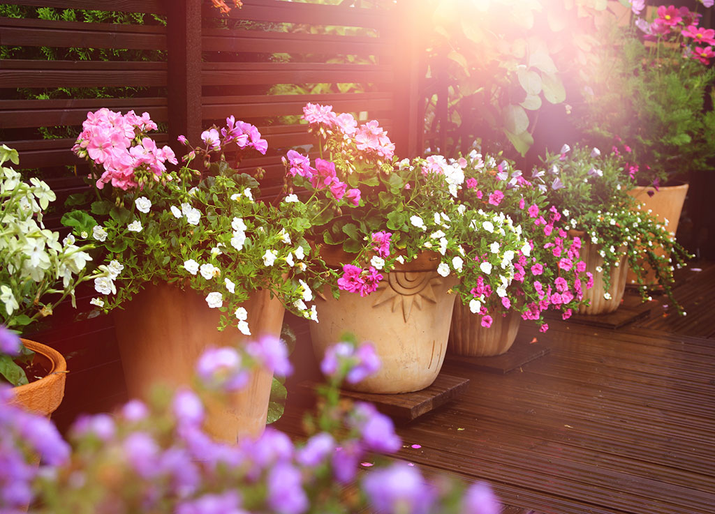 perfekte-pflanzen-fuer-balkon-und-terrasse