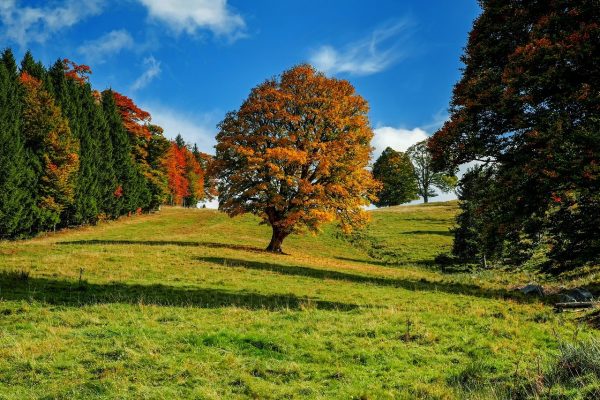 Laubbäume und Nadelbäume – was eignet sich besser zu einem Garten?