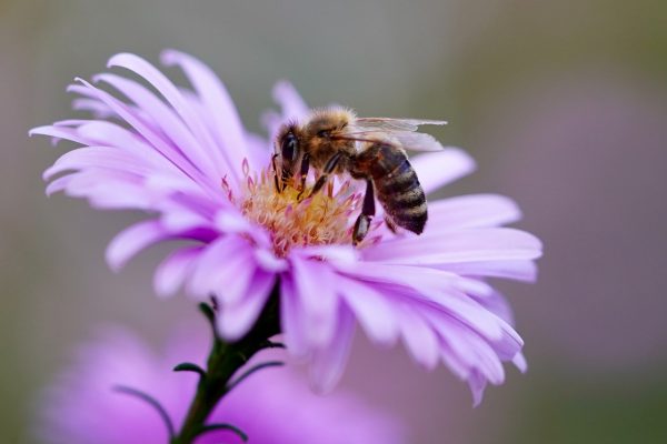 Wie kümmert man sich um die Bienen im Garten?