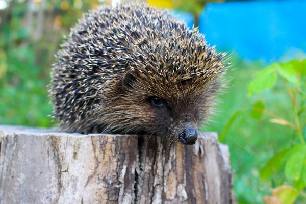 Igel im Garten – wie kann man ihn bewirten?