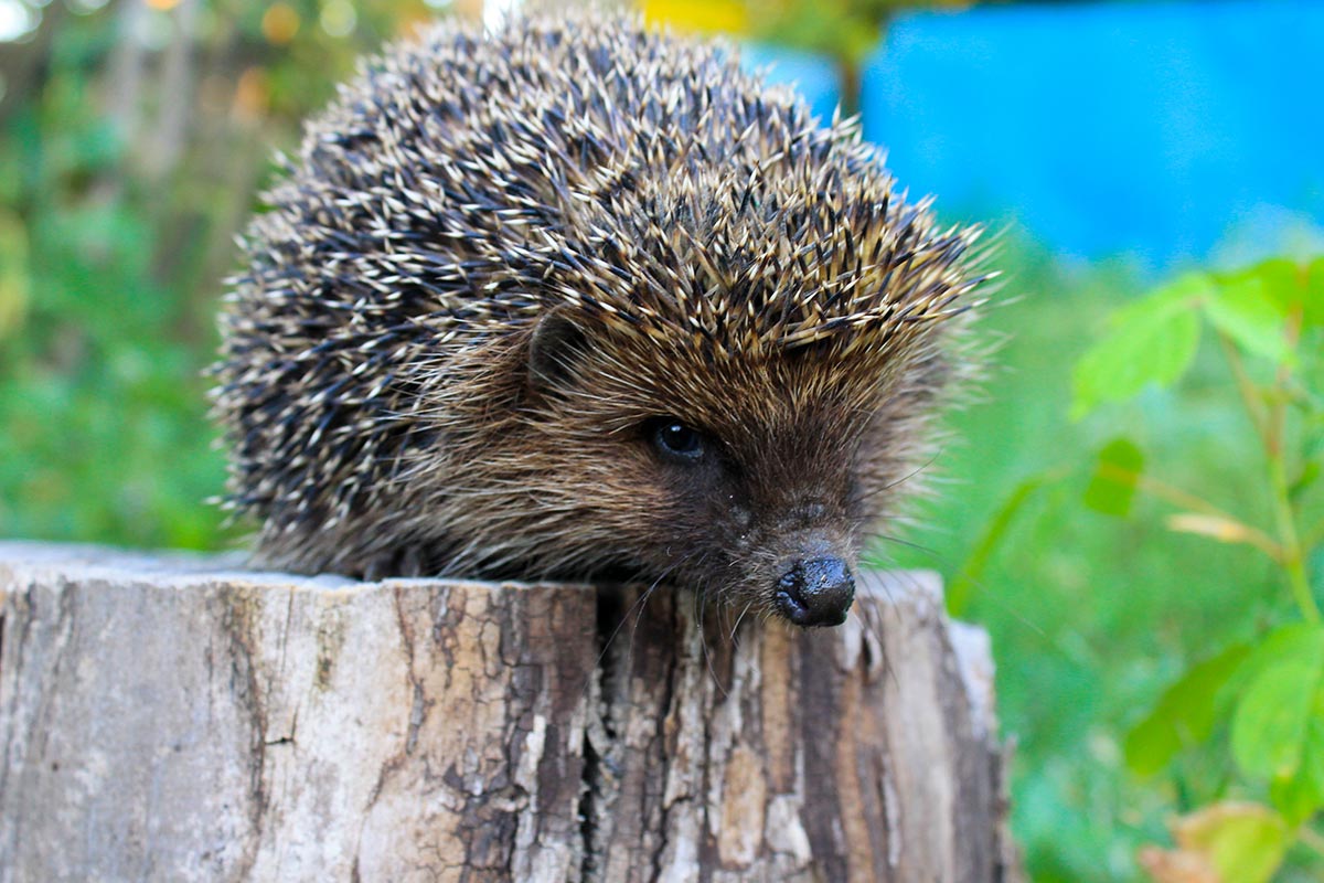 Igel im Garten - wie kann man ihn bewirten?