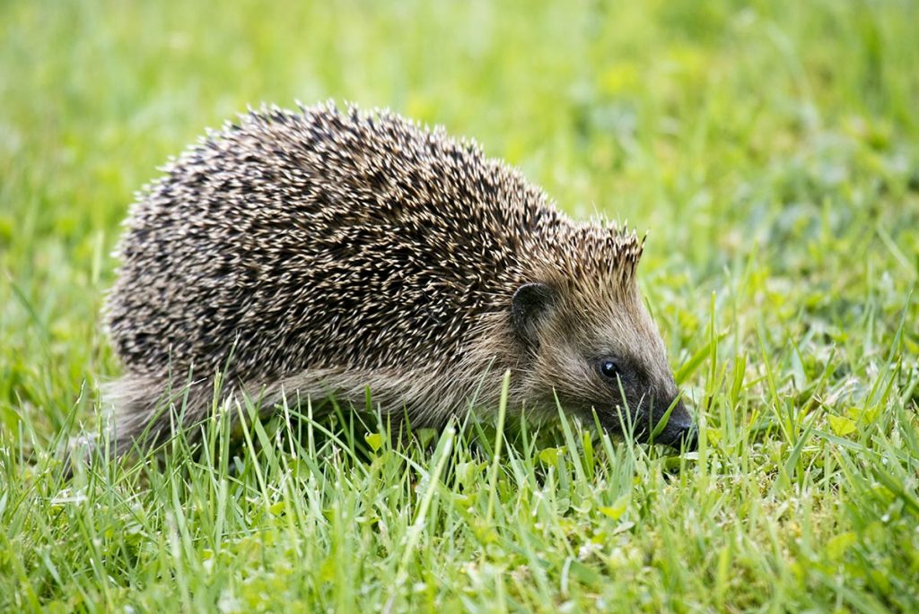 Wie verhalten sich die Igel in der Natur?