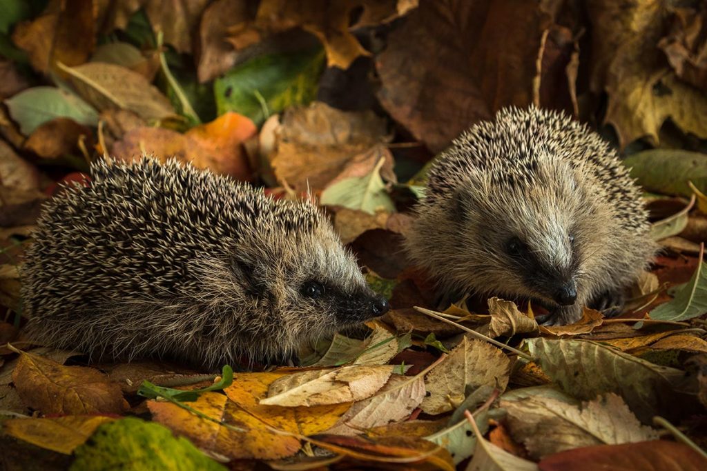 Zusammenleben mit dem Igel