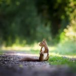 Ist das Eichhörnchen im arten ein Verbündeter?