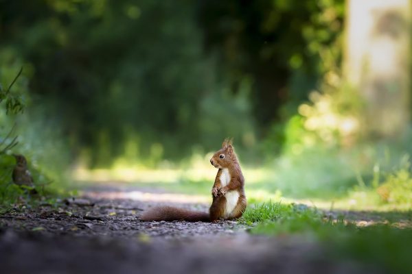 Eichhörnchen im Garten – ein Feind oder Verbündeter?